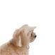 Кепка Pet Fashion Glamor для собак ХL (8_00337) 8_00337 фото 2