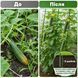 Садова шпалера-арка U-подібна RIAS CU-S з нейлоновою сіткою 120&times;120 см Green (3_08640) 3_08640 фото 5